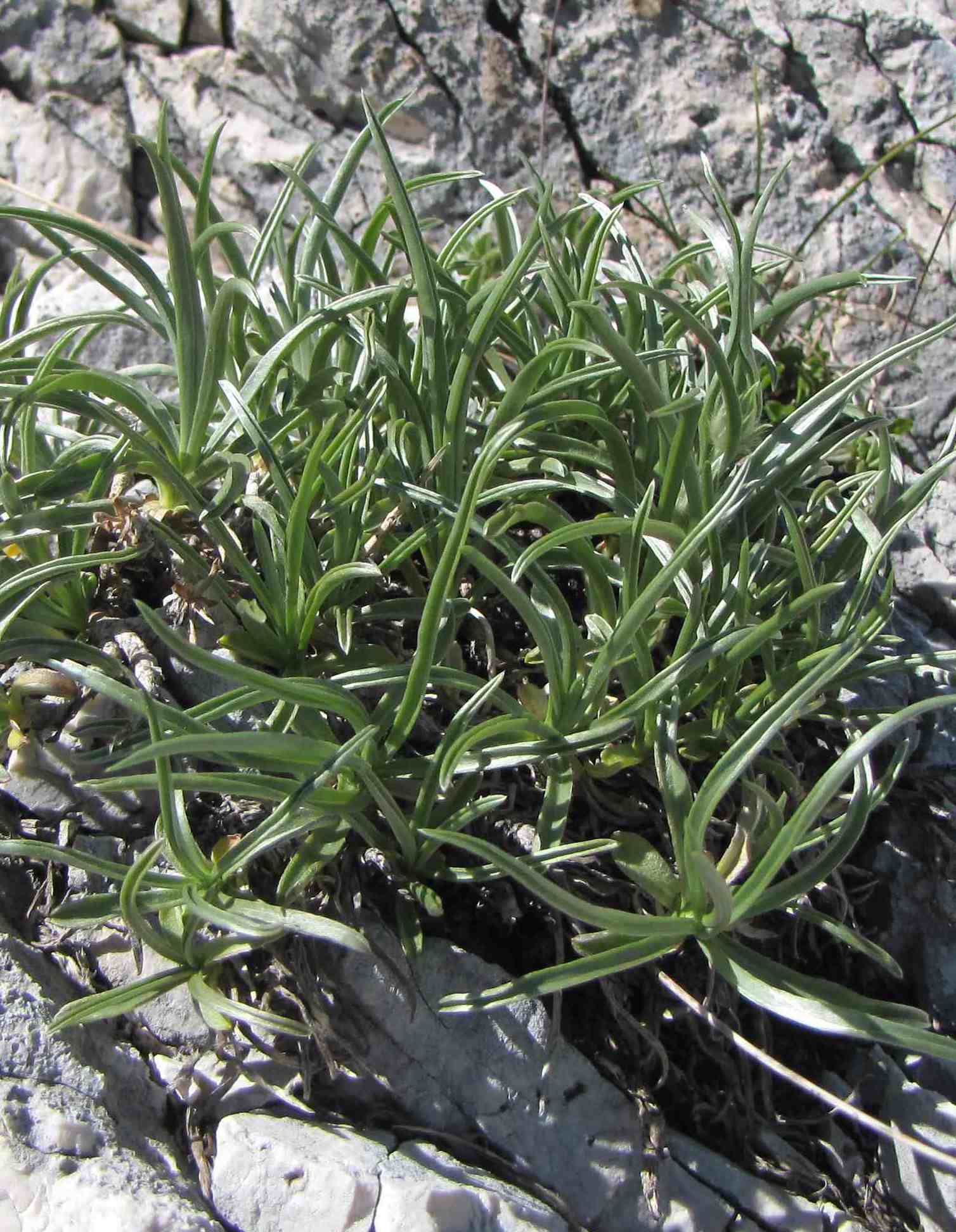 Lomelosia graminifolia / Vedovina strisciante